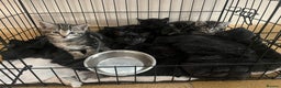Mixed Breed cats for sale: Kittens looking for forever homes - Advert 5