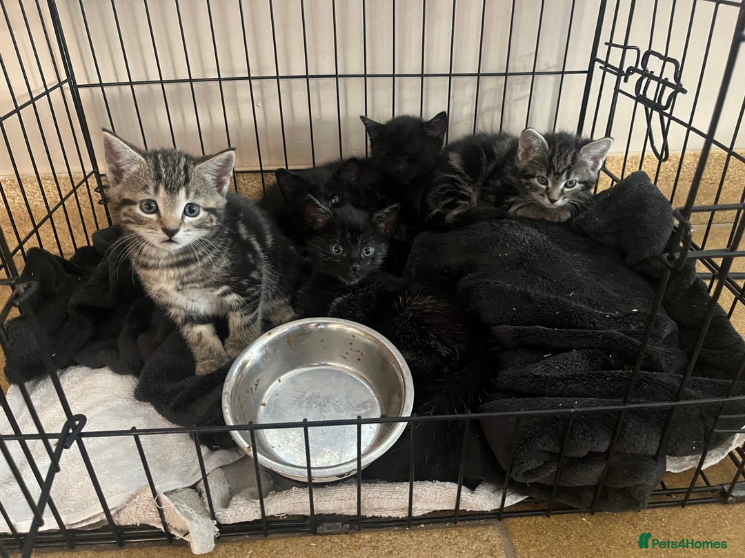 Mixed Breed cats for sale: Kittens looking for forever homes - Advert 5