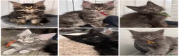 Maine Coon cats for sale: 7 GCCF registered Maine coon boys. - Advert 6