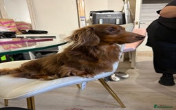 Miniature Dachshund dogs for stud: SLINKY (stud) in Liverpool - Image 14