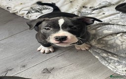 Staffordshire Bull Terrier dogs for sale: Sold  - Image 30