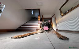Belgian Shepherd Dog dogs for sale: Guard dog Belgium Malanoi - Image 6