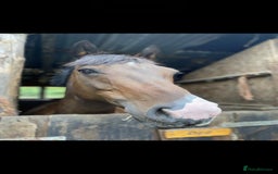 Irish Thoroughbred horses for sale: Second pony for games / hunting - Advert 9