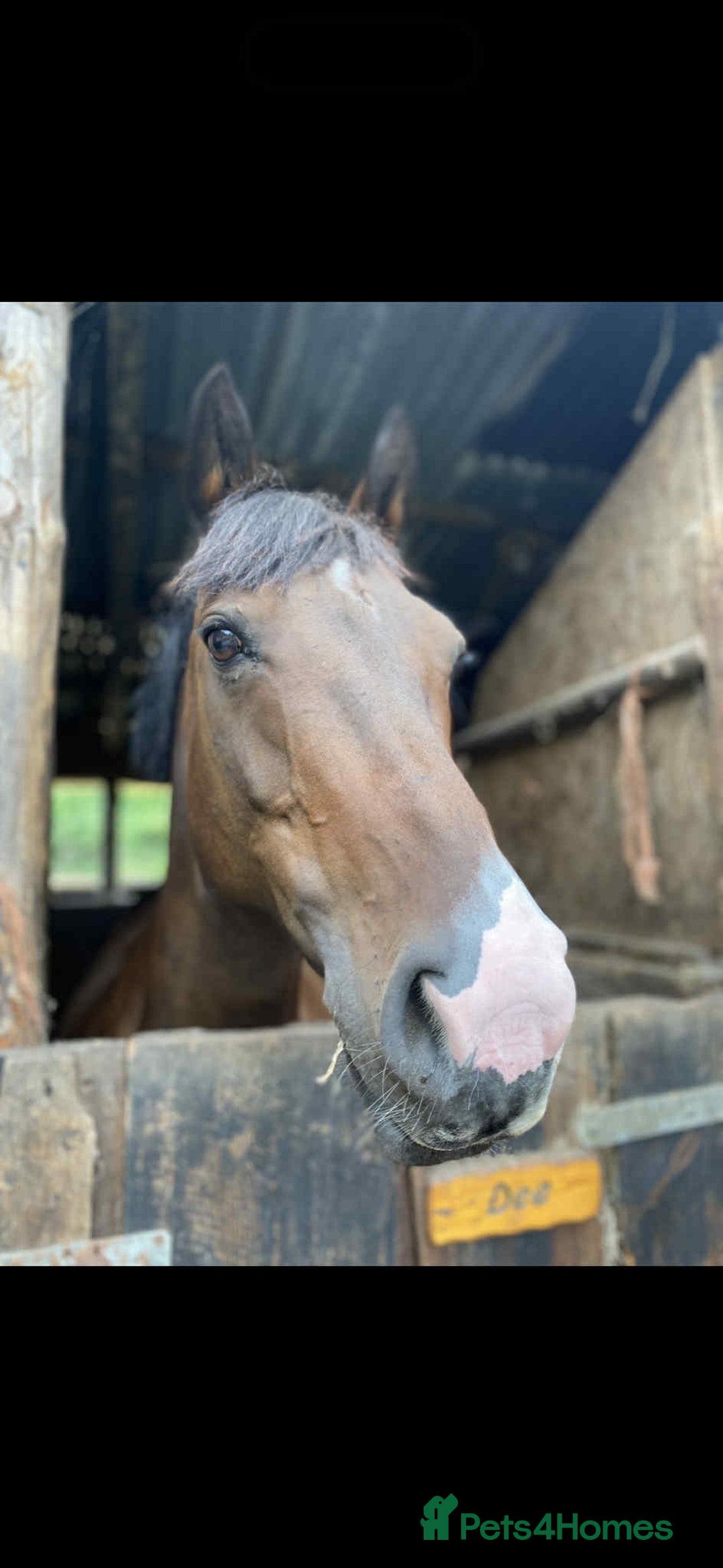 Irish Thoroughbred horses for sale: Second pony for games / hunting - Advert 9