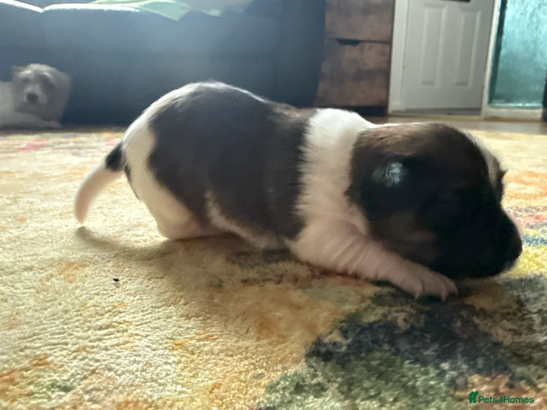 Jack Russell dogs for sale: Jack Russell  - Advert 5