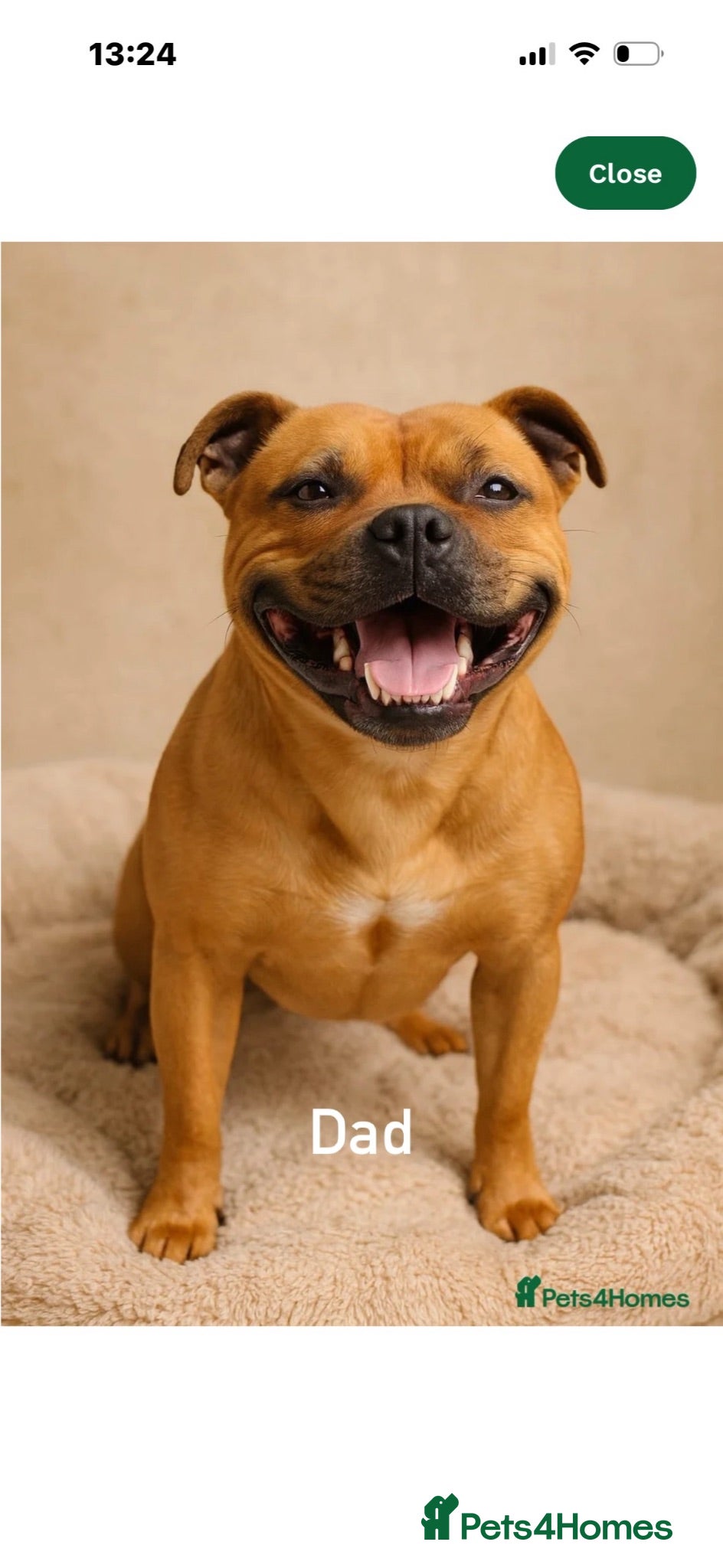 Staffordshire Bull Terrier dogs Two Outstanding kc registered pups - Advert 2