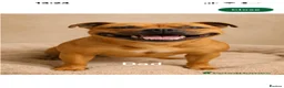 Staffordshire Bull Terrier dogs for sale: Two Outstanding kc registered pups - Advert 2
