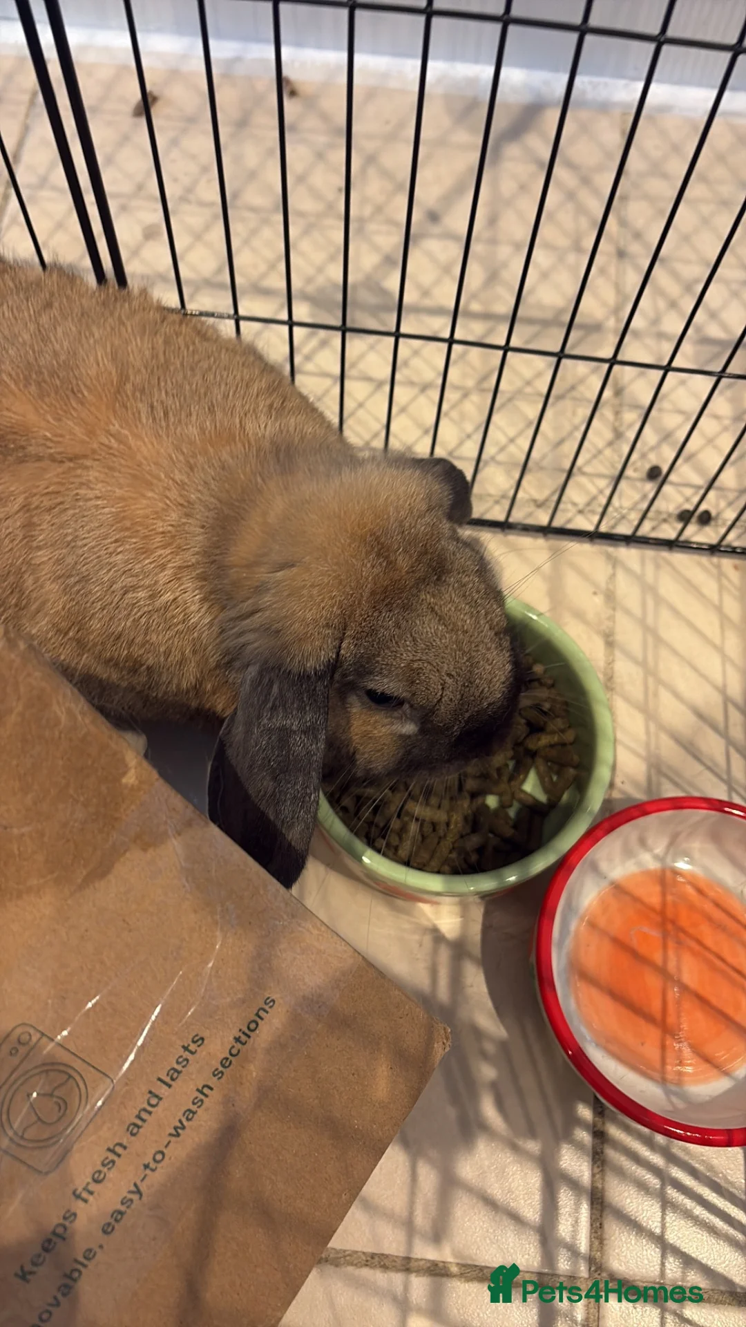 Mixed Breed rabbits for sale: Male rabbit in Wrexham - Advert 2