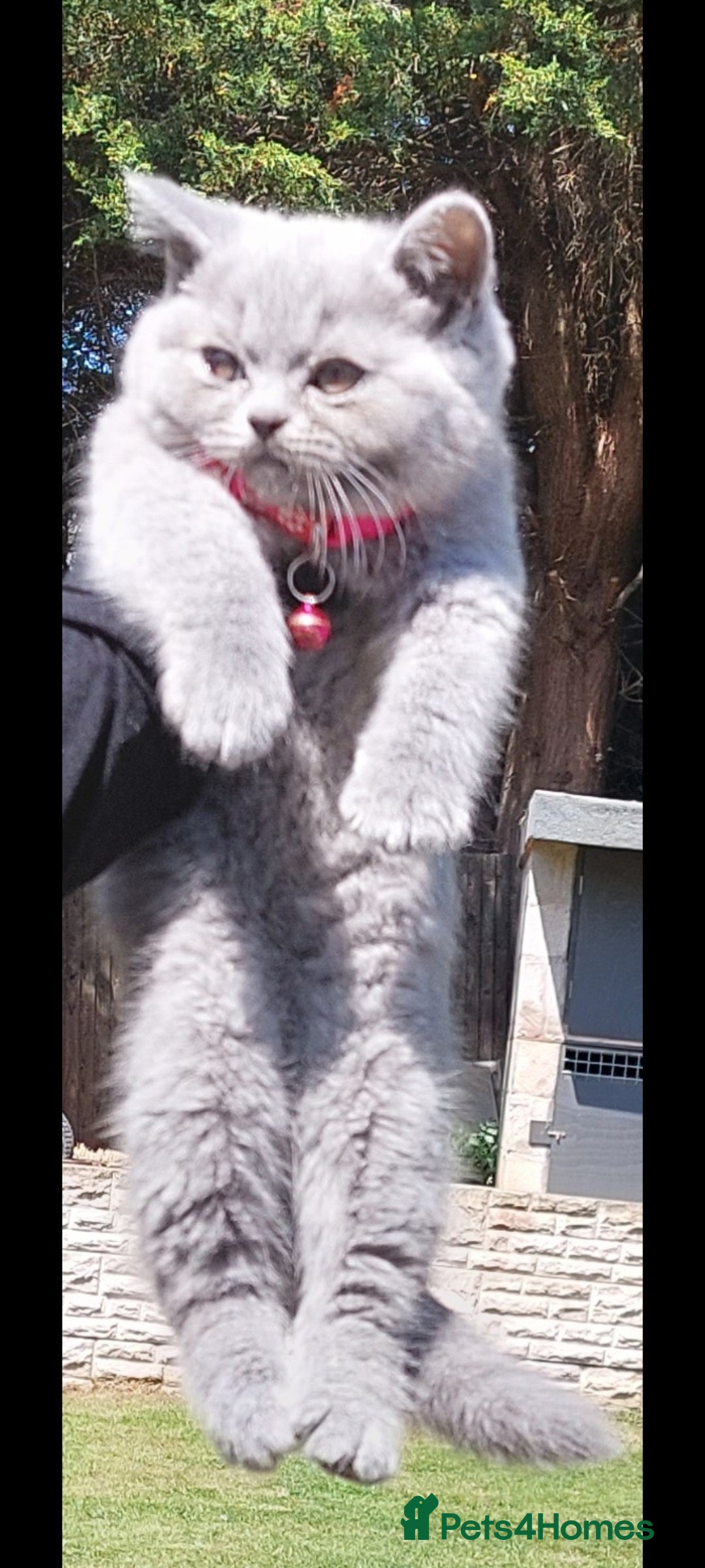 British Shorthair cats for sale: OUTSTANDING🏆PEDIGREE🎖CH SIRED in Dudley - Image 18