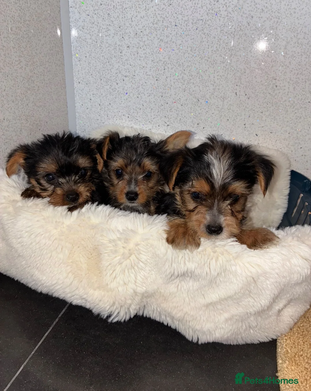 Yorkshire Terrier dogs for sale: Yorkshire terrier puppies for sale  - Advert 2