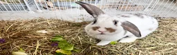 English Lop rabbits for sale: “Clover” in High Wycombe - Advert 1