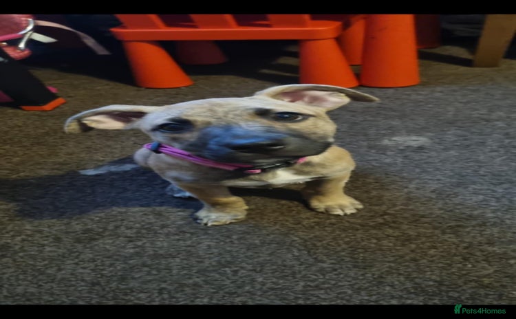 Mixed Breed dogs in Blackburn - Advert 10