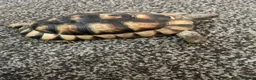 Tortoise reptiles for sale: 4 year old marginated tortoise  - Advert 7