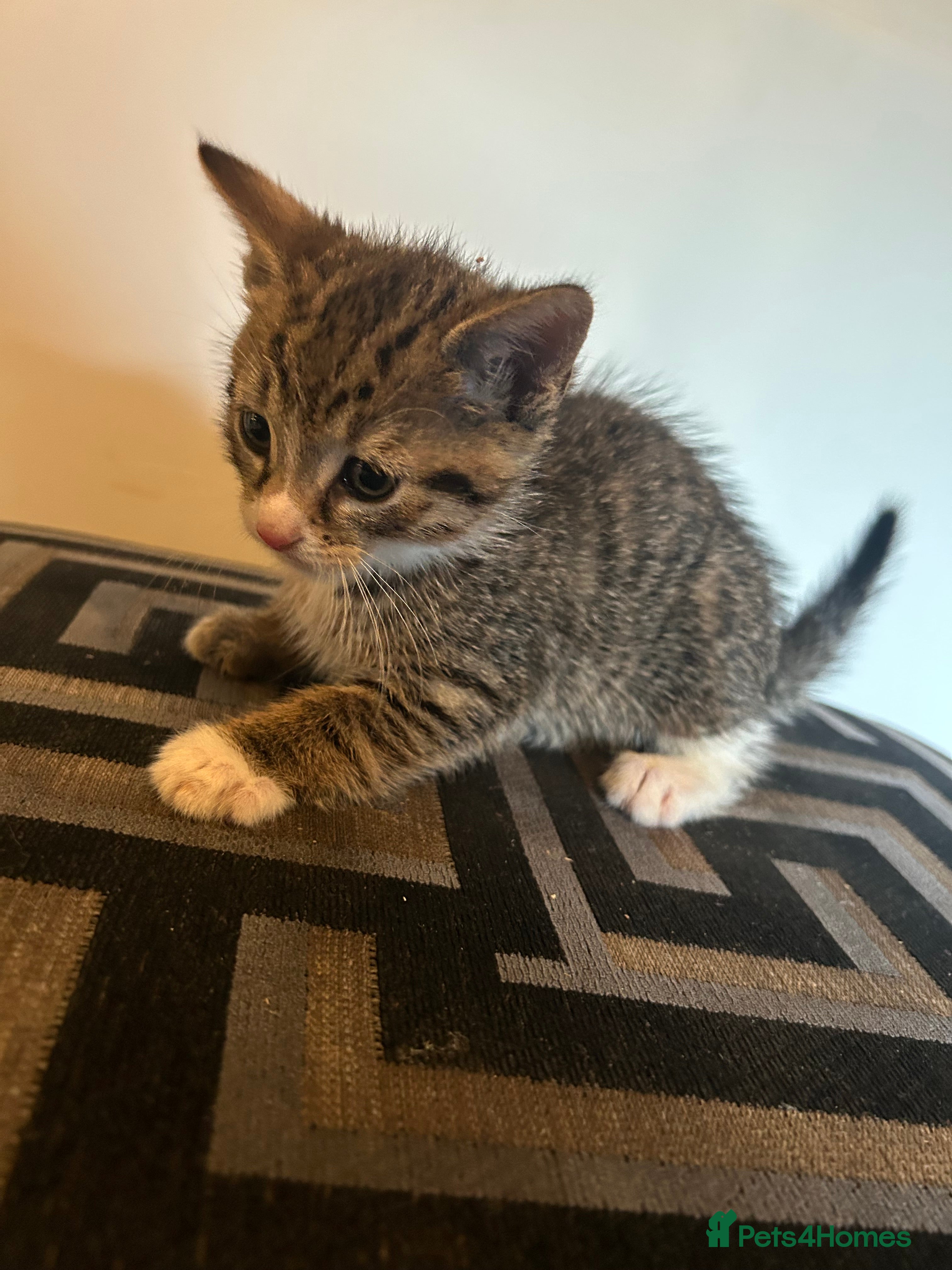 Mixed Breed cats Beautiful kittens  - Advert 4