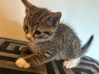 Mixed Breed cats Beautiful kittens - Advert 4