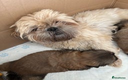 Shih Tzu dogs for sale: 4 shih tzu puppies for sale  - Image 15