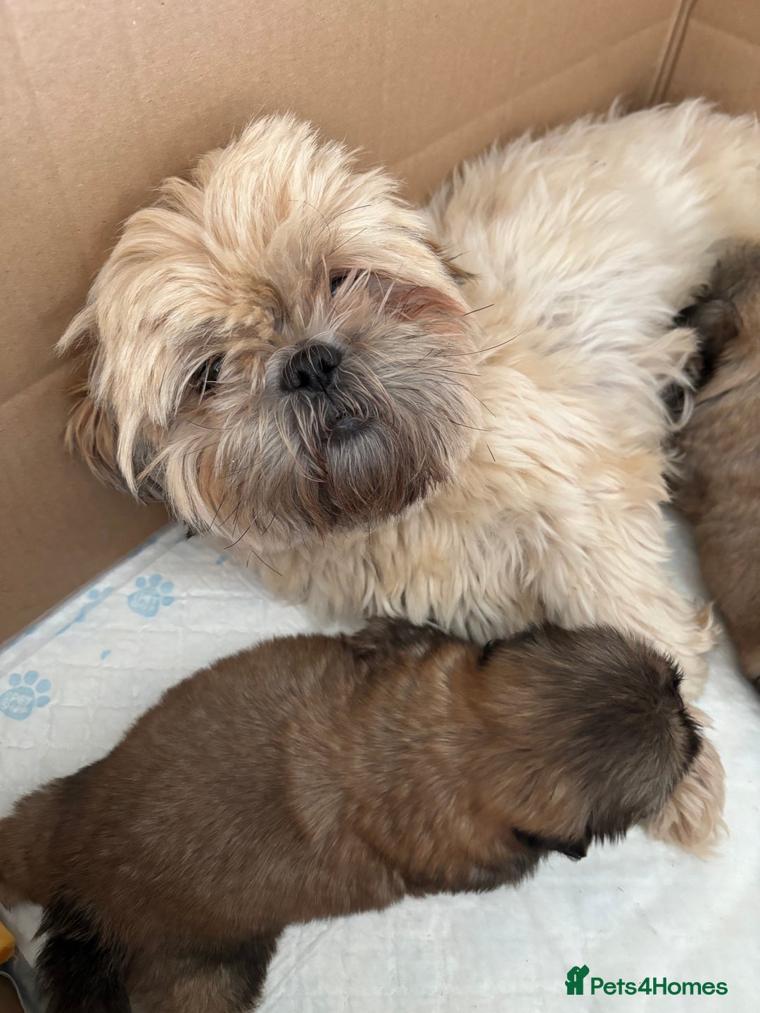 Shih Tzu dogs for sale: 4 shih tzu puppies for sale  - Image 15