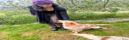 English Setter dogs for adoption: TIna  in Tonypandy - Advert 4