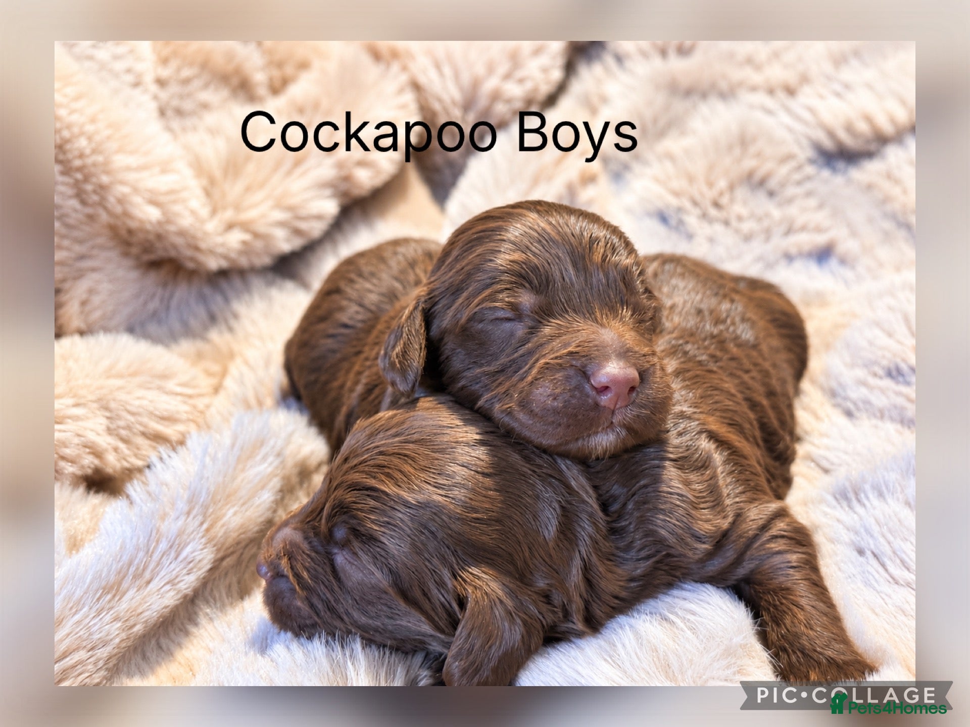 Cockapoo dogs for sale: Stunning F1 Choc Cockapoo’s - Advert 1