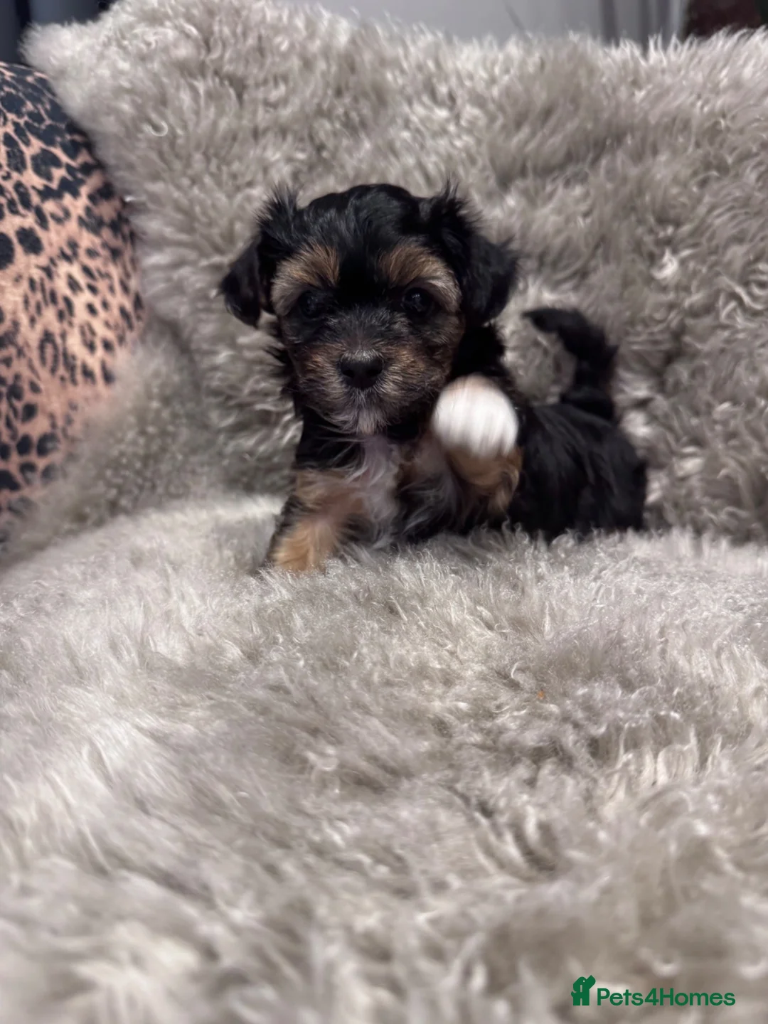 Morkie dogs for sale: Gorgeous Morkie Puppies  - Advert 1