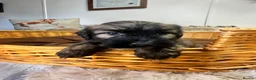 Mixed Breed dogs for sale: Stunning Norjacks - Advert 8