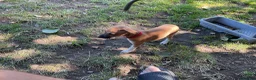 Italian Greyhound dogs for sale: Gorgeous Kc reg Italian greyhound  - Advert 2