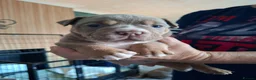 Old Tyme Bulldog dogs for sale: Old tyme bulldog puppies for sale in Sunderland - Advert 4