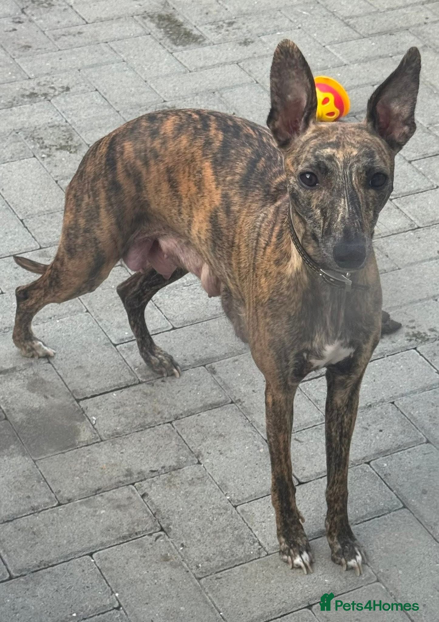 Mixed Breed dogs Beautiful Whippet/Greyhound Puppies - Advert 6