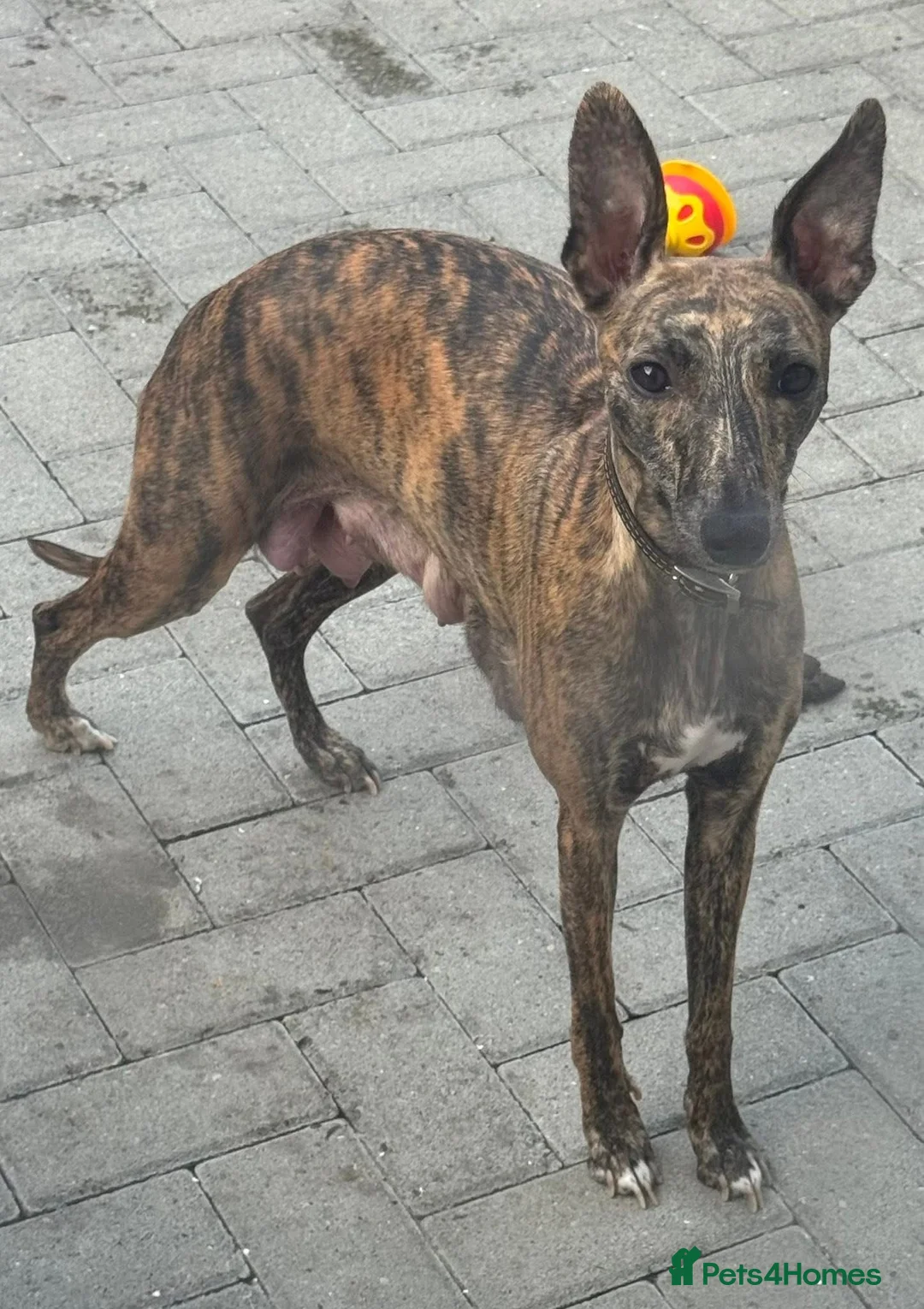 Mixed Breed dogs for sale: Beautiful Whippet/Greyhound Puppies in Penrhyndeudraeth - Advert 1