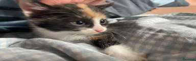 Mixed Breed Kitten 1