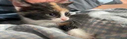 Mixed Breed cats for sale: Mixed kittens  in Runcorn - Advert 13