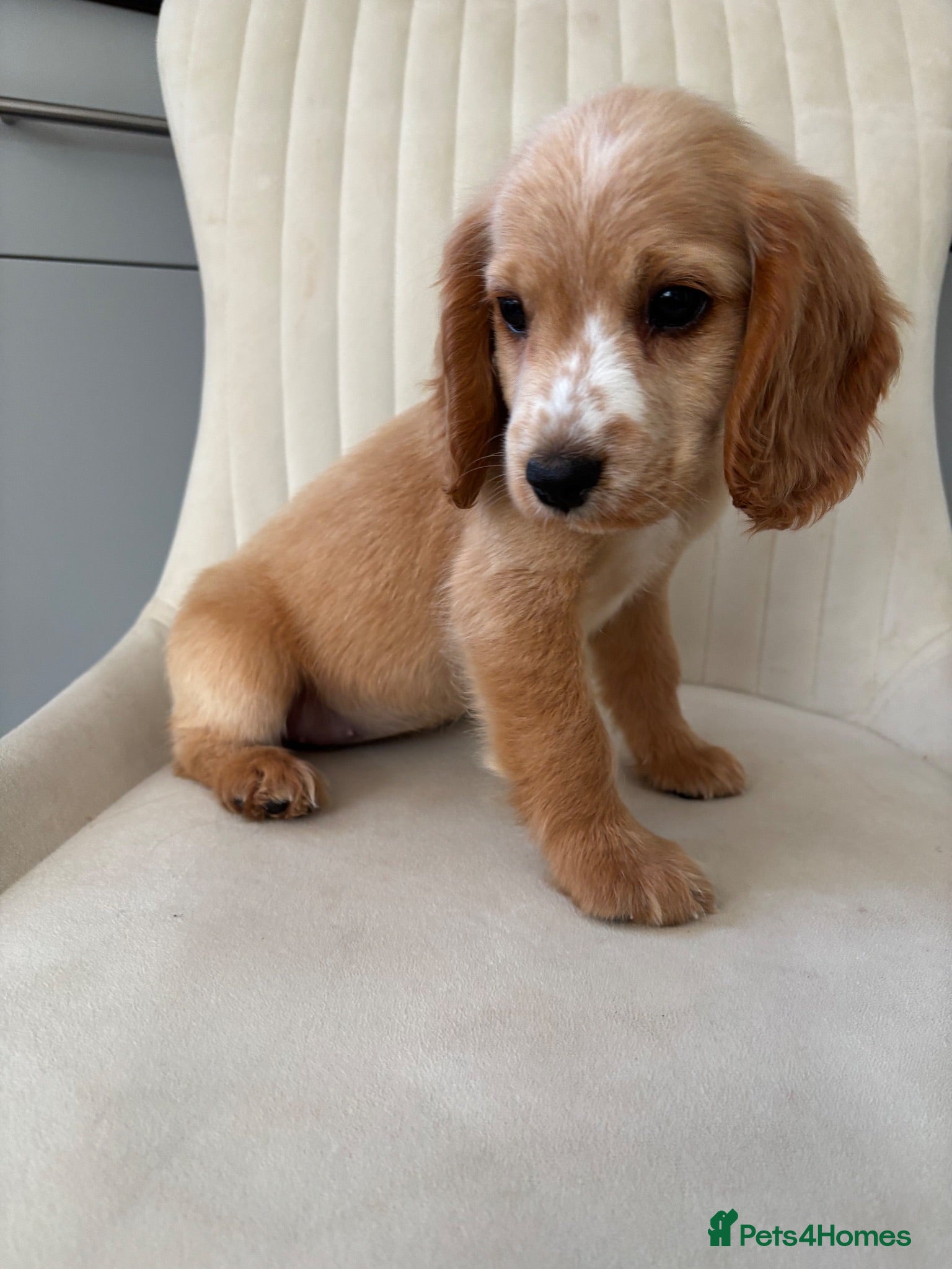 Cocker Spaniel dogs Cocker spaniel puppy’s 1 GIRL AVAILABLE READY NOW - Advert 18