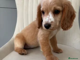 Cocker Spaniel dogs Cocker spaniel puppy’s 1 GIRL AVAILABLE READY NOW - Advert 18