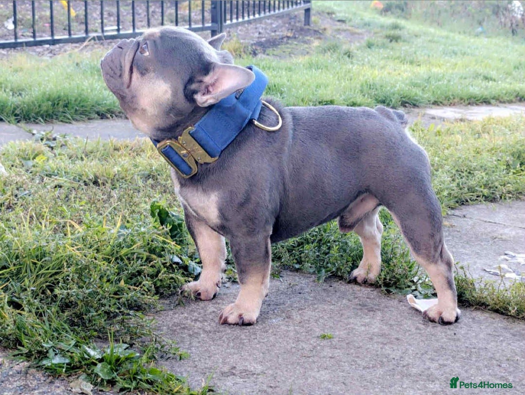 French Bulldog dogs for stud: Smallest proven micro stud in the uk - Advert 1