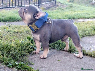 French Bulldog dogs Smallest proven micro stud in the uk - Advert 1