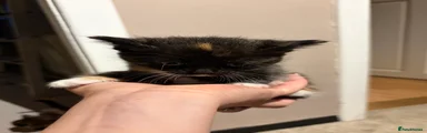Trio coloured kitten 