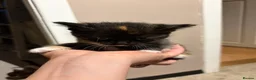Mixed Breed cats for sale: Kittens  in Dewsbury - Advert 4