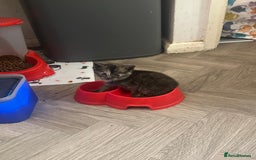 Mixed Breed cats for sale: Half maincoon half domestic tom - Image 6