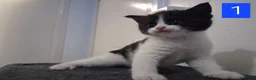 Domestic Shorthair cats for sale: TUXEDO KITTENS  - Advert 5