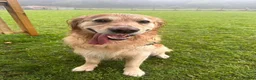 Golden Retriever dogs for sale: Ralph 'The Retriever' Golden Retriever in Chester - Advert 9