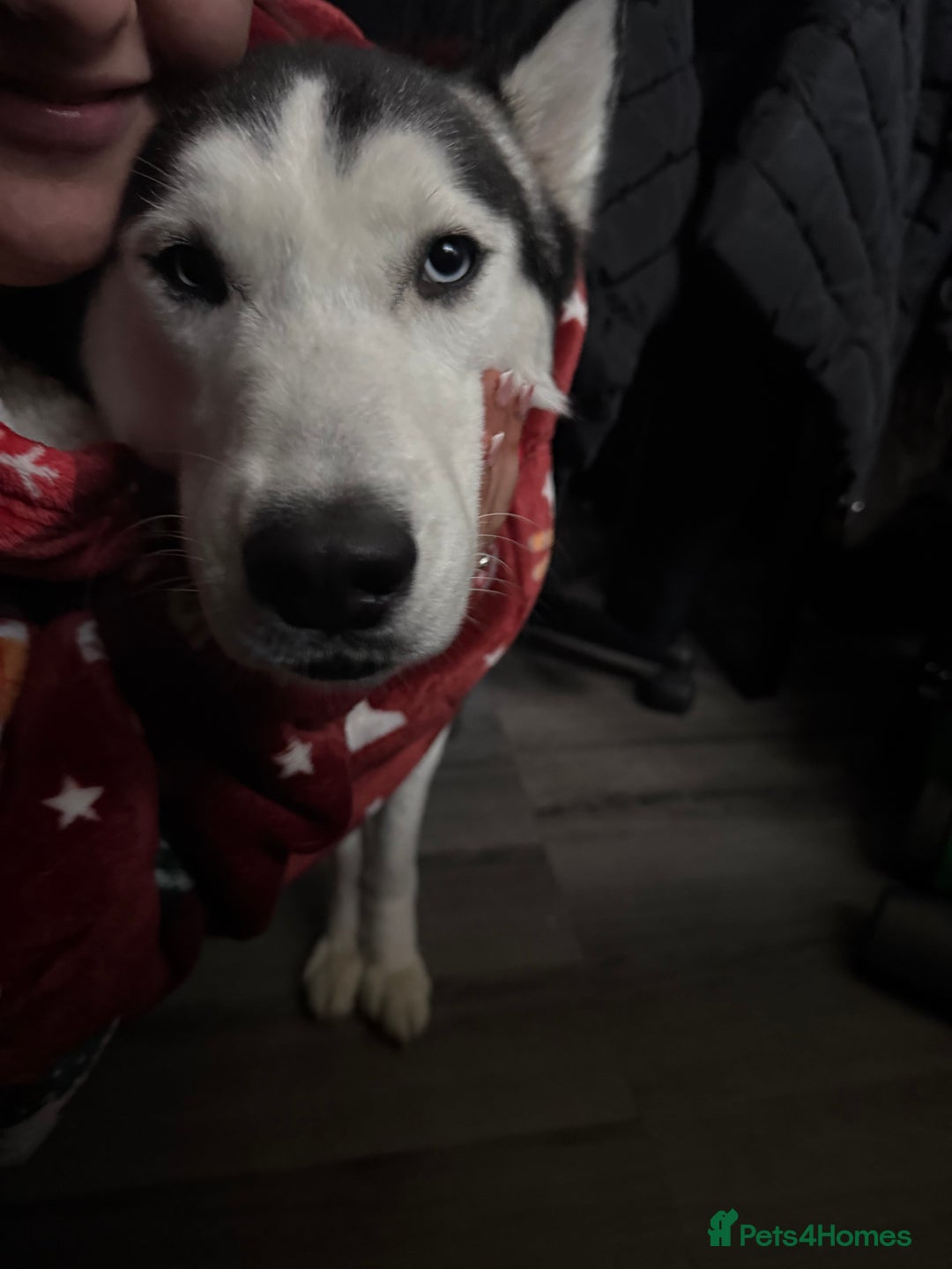 Siberian Husky dogs for sale: 5 Siberian husky puppies.  - Advert 3