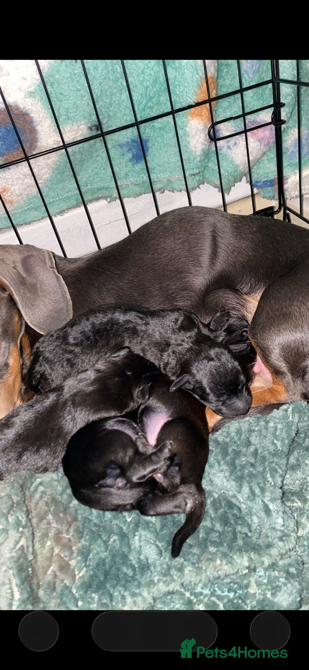 Doxiepoo dogs for sale: Doxipoo  - Advert 1