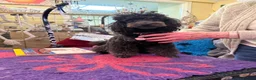 Toy Poodle dogs for sale: Toy poodle pups! - Advert 9