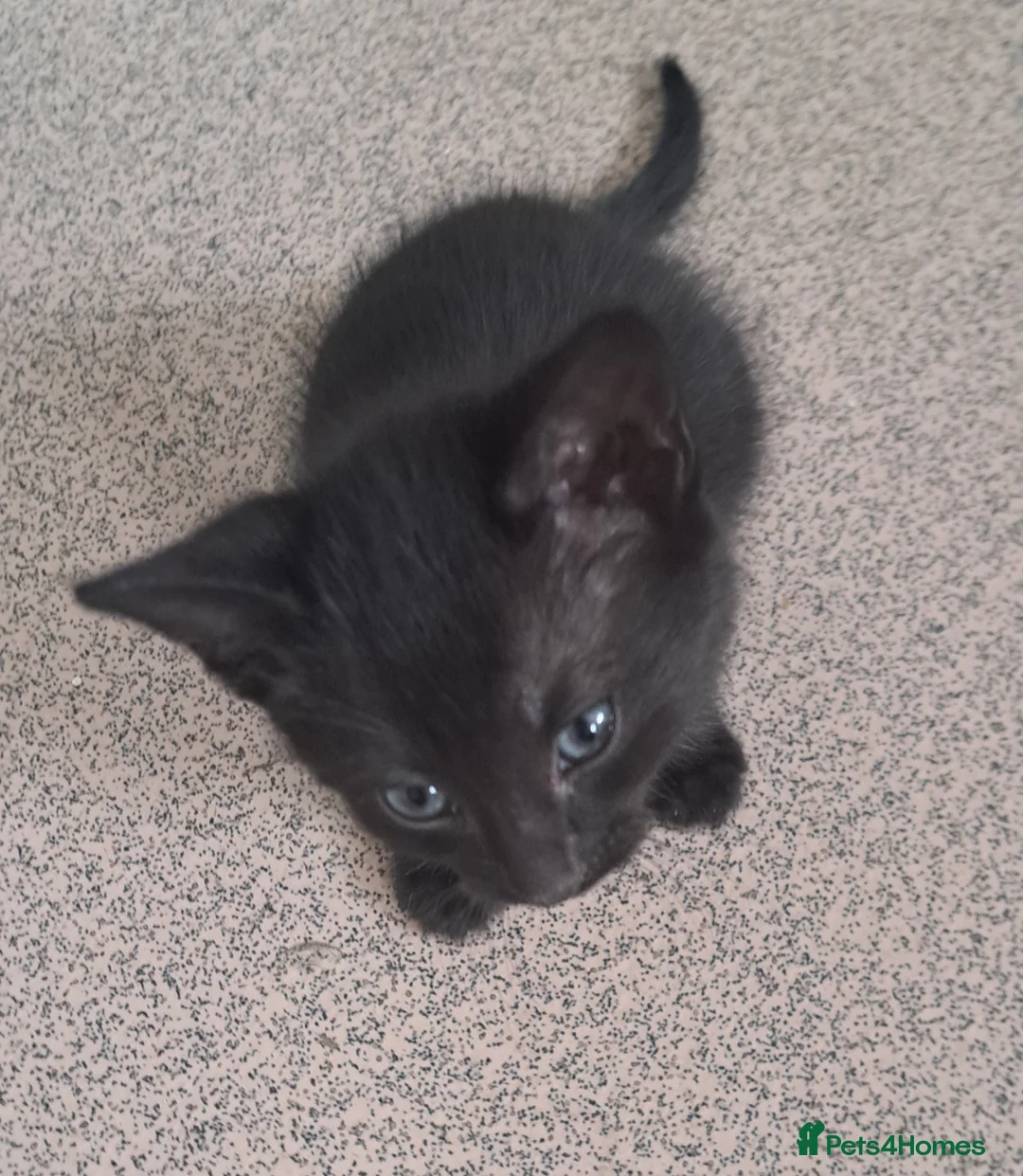 Mixed Breed cats for sale: Kittens for sale in Southampton - Advert 1