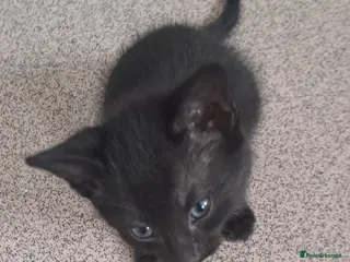 Mixed Breed cats Kittens for sale - Advert 4