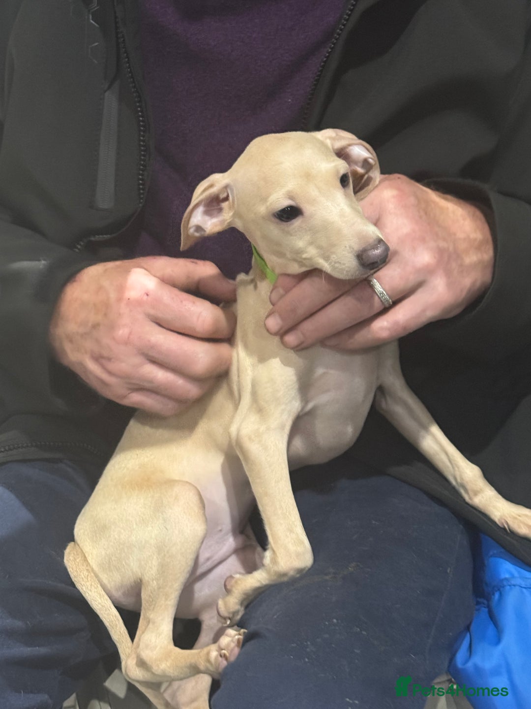 Italian Greyhound dogs for sale: Cream and fawn collection of autumn beauties  - Image 9