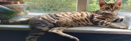 Toyger cats for sale: Male Toyger kitten  in London - Advert 3