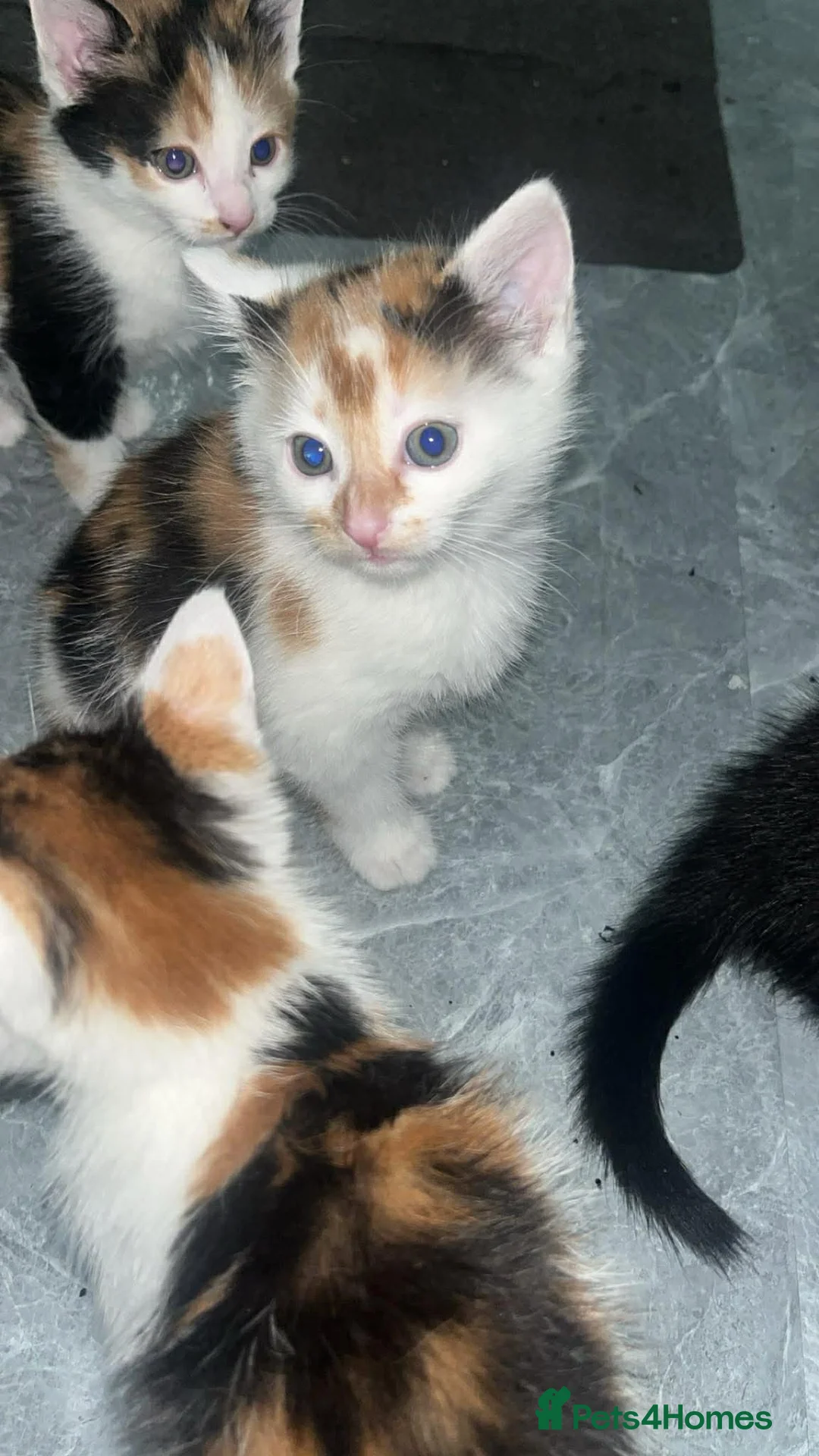 Mixed Breed cats for sale: 5 beautiful kittens  in Bristol - Advert 2