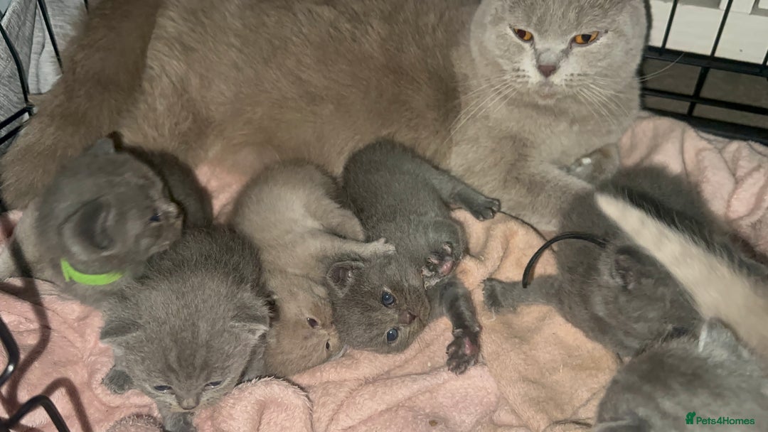 British Shorthair cats for sale: Stunning British Short Hair Kittens - Image 14