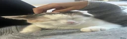 Mixed Breed cats for sale: Affectionate 5 year old female cat in Liverpool - Advert 4